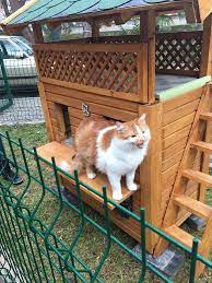 necmettin adli kullanicinin cat house panosundaki pin kedi evi kedi