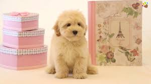 Dizayn Irk Olarak Bilinen Maltipoo Yavrumuz Mamie Youtube
