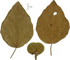 Image result for Macaranga kilimandscharica