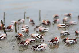 Fiddler Crab Colony In Mangrove Forest Indonesia Stock Photo - Download  Image Now - iStock