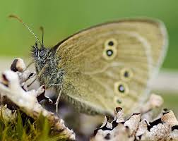 Image result for Aphantopus hyperantus