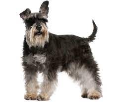The miniature schnoxie is a spunky mix between a miniature schnauzer and dachshund. Mini Schnauzer Wahl Usa