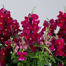 Floral Showers Purple Annual Flowers Flower Seeds Floral Shower