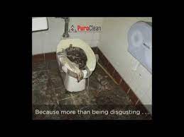 Sewage Backup Cleanup - Tips For The Do-It-Yourself'er - Youtube