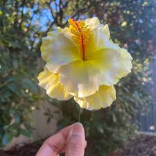 Image result for Hibiscus seineri