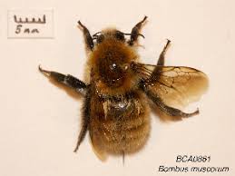 Image result for Bombus muscorum