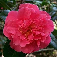 Leviathan Flowers Camellia Petals