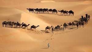 Camels are slightly slower than horses because they can only reach speeds of around 20 to 25 miles per hour while horses have an average gallop speed around are horses faster than cars? How Can Camels Survive For Months In The Desert It S In Their Blood The National