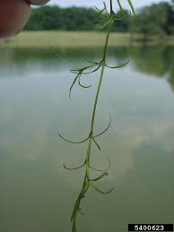 Image result for Najadaceae