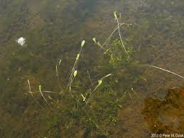 Image result for Limosella