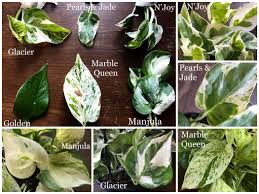 Variegated Pothos Varieties Plant Care Houseplant Plants House Plants