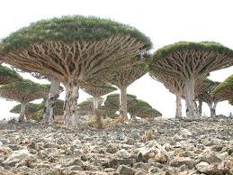 Socotra Island One Of The Strangest Looking Place On Earth Mysterious Places On Earth