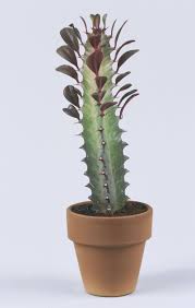 Place your cactus collections in the sun. 15 Of The Best Types Of Cactus You Can Grow At Home Cactus Types Types Of Cactus Plants Cactus