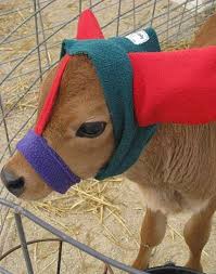 13 Pics Of Calves In Earmuffs To Protect Them From Frostbite Baby Cows Cute Cows Cute Cats And Dogs