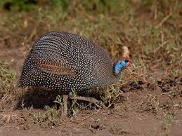 Image result for Pogonospermum ciliatum