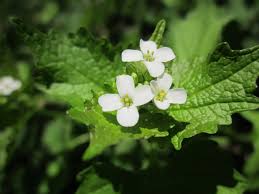 Image result for Setaria petiolata