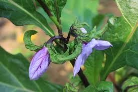 Image result for Solanum macrocarpon