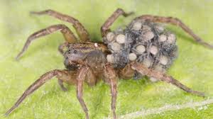 Some can live for 20 years, and some less than they live pretty long even without food. Brown Recluse Spider Bite Led To Leg Being Amputated Woman Says Cnn
