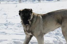Turk Arslani Orhan Genel Kangal Kopegi Kopek Akbas