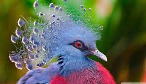 Sehingga sangat cocok untuk mengawinkan silang burung ini, untuk mendapatkan perpaduan warna yang unik. Gambar Burung Tercantik Di Dunia Gambar Cewek Buat Quotes