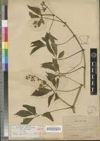 Image result for Cissus aralioides