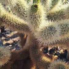 The Cholla cactus may be the plant I fear the most. We have learned the hard way that these cactus are able to "jump", but thankfully this trip we kept enough distance