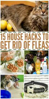 Here are some easy home remedies for fleas on cats : How To Get Rid Of Fleas 16 Effective Home Remedies For Fleas Home Remedies For Fleas Dog Remedies Dog Flea Remedies