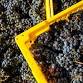 17th Annual End of Harvest Festival