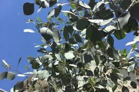 ユーカリの木の種類まとめ 葉の効能や毒性 花言葉は Horti ホルティ By Greensnap