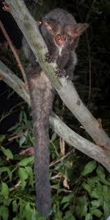 Image result for Digitaria gymnostachys