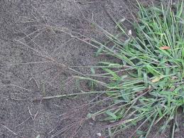 Image result for Digitaria debilis
