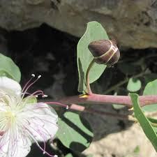Image result for Capparis cartilaginea