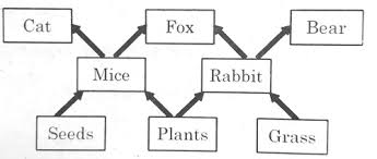 Trophic Levels | Producer, Primary Consumer, Secondary Consumer, Tertiary  Consumer & Decomposers - Youtube
