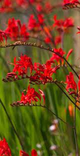 Creeping phlox is an outdoor plant that are perfect ground cover perennials. Crocosmia Lucifer Also Known As Montbretia Is A Clump Forming Herbaceous Perennial Which Produces Tall Deep Red Flowers Crocosmia Lucifer Crocosmia Red Plants