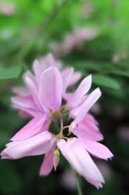 Image result for Indigofera kirkii