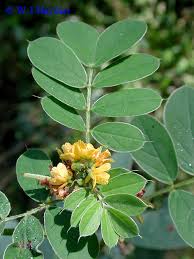 Image result for Senna obtusifolia