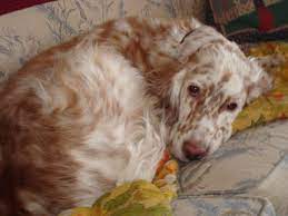 We did not find results for: English Setter Puppies 3 19 12 Storm Litter Lentigo Kennels
