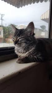 Compassionate veterinary care in daly city, ca. Skyline Pet Hospital 1570 Bryant St Daly City Ca Veterinarians Mapquest