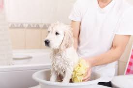 May 07, 2019 · top ways to minimize dog odor in your home. 6 Handy Tips To Keep Your House Clean With Pets