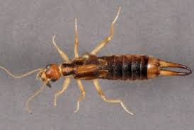 Resultat De Recherche D Images Pour Dermaptera