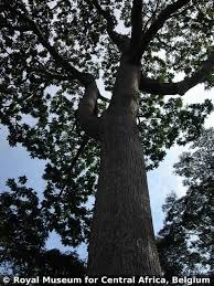 Image result for Canarium schweinfurthii