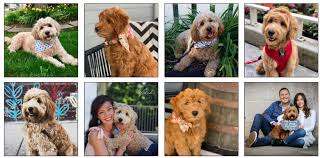 Puppy And Dog Training Housebreaking House Breaking Puppy Potty Training Puppy Boot Camp Delray Beach Boca Raton Boynton Beach Palm Beach County Florida