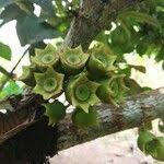 Image result for Bellucia pentamera