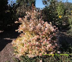 Check spelling or type a new query. Monterey Bay Nursery Plants A