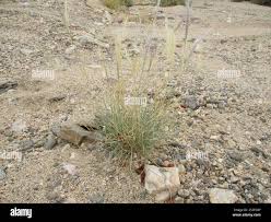 Image result for Stipagrostis uniplumis