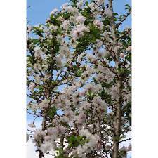 Maybe you would like to learn more about one of these? Jc Raulston Arboretum