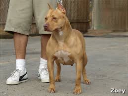 The blue nose pitbull is not a separate breed and blue nose pitbulls are most commonly an american pitbull terrier, american staffordshire terrier, or a mix of both. The Differences Between The Red Nose Pitbull And Blue Nose Pitbull