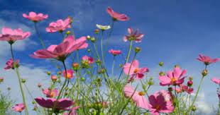 Cosmos Flowers Footage Stock Clips Videos Cosmos Flowers Flowers Cosmos