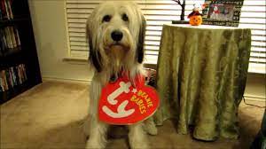 Diy Pet Halloween Costume Ty Beanie Babies Youtube