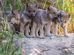 Image result for wolf cub